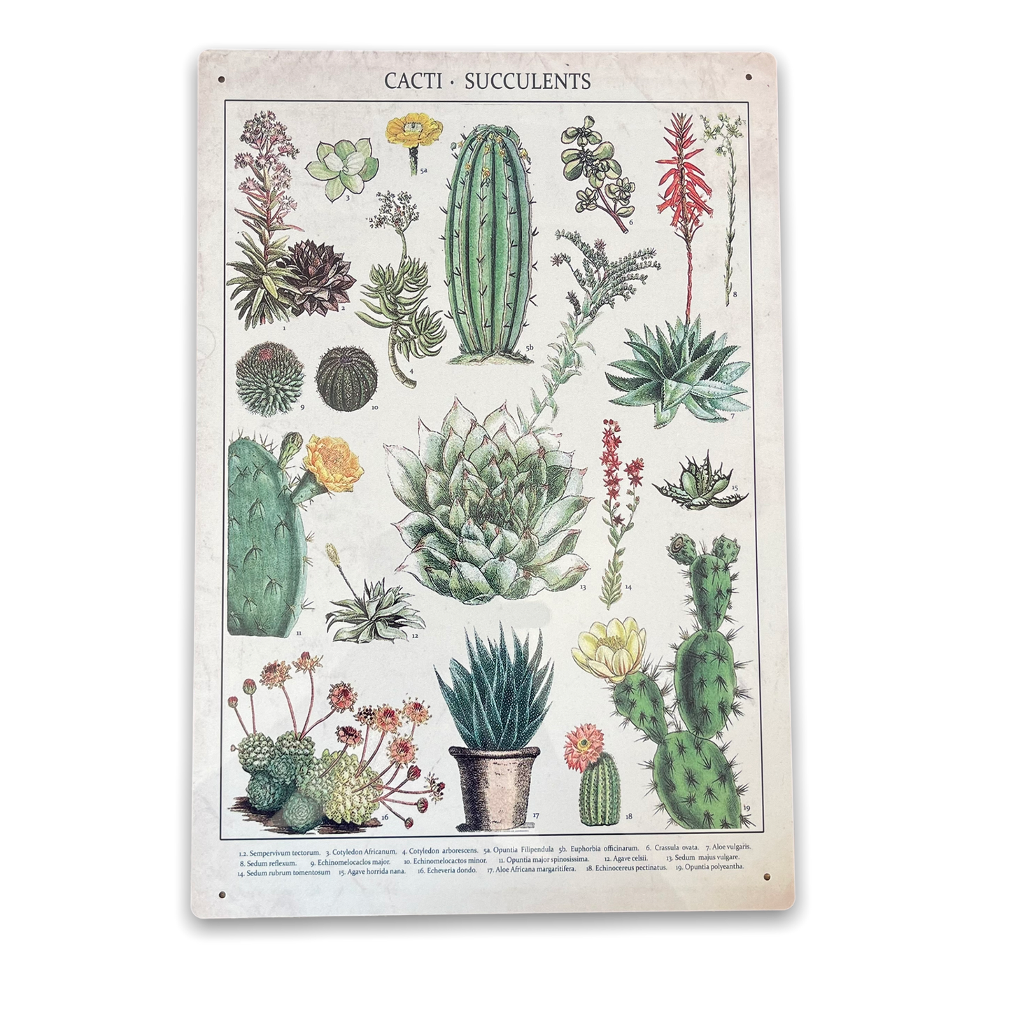 Vintage Metal Sign - Retro Cacti & Succulents Identification Picture-0